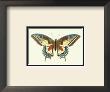 Profile Of A Butterfly Iii by George Shaw Limited Edition Pricing Art Print