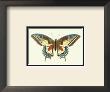 Profile Of A Butterfly Iii by George Shaw Limited Edition Print