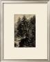 Larch Tree by Ernst Heyn Limited Edition Print