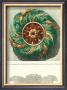 Antique Rosette I by Carlo Antonini Limited Edition Print
