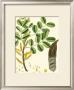 Tropicals Vi by Turpin Limited Edition Print