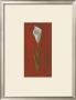White Cala Lily by Jose Gomez Limited Edition Print