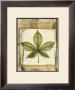 Spring Foliage Iii by Jennifer Goldberger Limited Edition Pricing Art Print