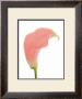 Pink Calla Lily by George Fossey Limited Edition Print
