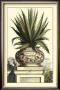 Antique Munting Aloe I by Abraham Munting Limited Edition Print