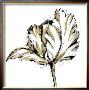 Tulip Sketch Iii by Ethan Harper Limited Edition Print
