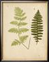 Cottage Ferns Iii by Edward Lowe Limited Edition Print