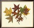 Tulip Tree, Sweet Gum And Scarlet Oak by Denton Limited Edition Print