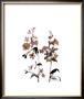 Watermark Wildflowers Iii by Jennifer Goldberger Limited Edition Pricing Art Print