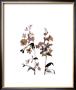 Watermark Wildflowers Iii by Jennifer Goldberger Limited Edition Print