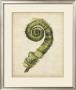 Fiddlehead Ferns Ii by Jennifer Goldberger Limited Edition Print