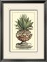 Antique Munting Aloe Iv by Abraham Munting Limited Edition Pricing Art Print