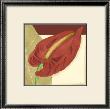 Anthurium Elegance Iii by Jennifer Goldberger Limited Edition Pricing Art Print