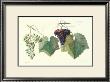 Grape Ensemble I by T. Langley Limited Edition Print