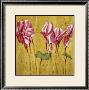 Pink Cyclamens by Teo Malinverni Limited Edition Pricing Art Print