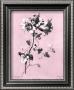 Dussurgey Amaryllis On Pink by Dussurgey Limited Edition Pricing Art Print