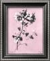 Dussurgey Amaryllis On Pink by Dussurgey Limited Edition Print