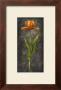 Orange Tulip (Detail) by Michael Marcon Limited Edition Pricing Art Print