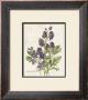 July Delphinium by Katie Pertiet Limited Edition Pricing Art Print