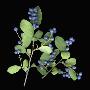 Branches Of The Serviceberry (Amelanchier) With Blue Berries And Green Leaves, New Hampshire, Usa by Jose Iselin Limited Edition Print