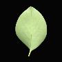 Broadleaf Leaf Underside(Griselinia Littoralis), New Zealand by Jose Iselin Limited Edition Print