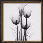 Tulips And Arum Lily by Marianne Haas Limited Edition Print