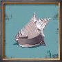 Distressed Seashells: Conch by Melody Hogan Limited Edition Print