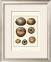 Crackled Antique Shells Iii by Denis Diderot Limited Edition Print