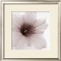 Blossom Iii by J.K. Driggs Limited Edition Print