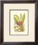 Orchid Plenty Ii by Samuel Curtis Limited Edition Print