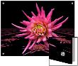 Lily Flower Exponential by I.W. Limited Edition Pricing Art Print