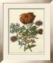 Floral Posy Iii by Giovanni Ferrari Limited Edition Print