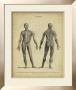 Anatomy Study Iv by Jack Wilkes Limited Edition Print