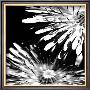 Contrasting Floral I by Jean-Francois Dupuis Limited Edition Print