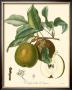 Pears by Bessa Limited Edition Pricing Art Print