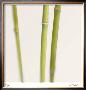 Bamboo Study 9 by Claude Peschel Dutombe Limited Edition Pricing Art Print