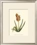 Antique Hyacinth Xv by Christoph Jacob Trew Limited Edition Print