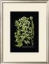 Weinmann Botanical On Black Vi by Johann Wilhelm Weinmann Limited Edition Print