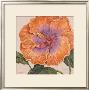 Island Hibiscus Ii by Judy Shelby Limited Edition Pricing Art Print