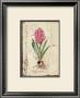 Pink Hyacinth by Lisa Canney Chesaux Limited Edition Pricing Art Print