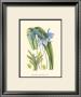 Periwinkle Blooms Iv by Samuel Curtis Limited Edition Print