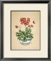 Auricula Whimsy by P. Bowden Limited Edition Print