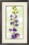 Delphinium by Martha Collins Limited Edition Pricing Art Print