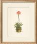 Flowered Cacti In A Green Pot by Johann Wilhelm Weinmann Limited Edition Print