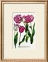 Single And Double Tulips by Johann Wilhelm Weinmann Limited Edition Print