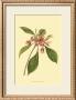 Tropical Ambrosia Iii by Sydenham Teast Edwards Limited Edition Print