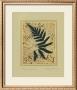 Fern Garden by Betsy Bauer Limited Edition Print
