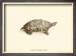 Sepia Turtle I by J. H. Richard Limited Edition Print