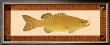 Small Mouth Bass by M. Stevenson Limited Edition Print