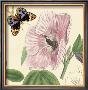 Hibiscus by Louis Van Houtte Limited Edition Print
